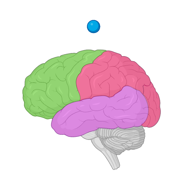 NeuroDynamics.jl logo